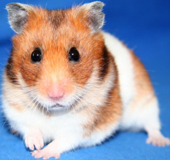 All About Syrian Hamsters - Petopedia