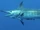 Atlantic Blue Marlin