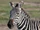 Grant's Zebra