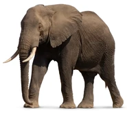 Raleigh elephant.jpg (208 KB) Ralgelgh the African Bush Elephant (Bill Murray)