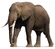 African Bush/Savanna Elephant