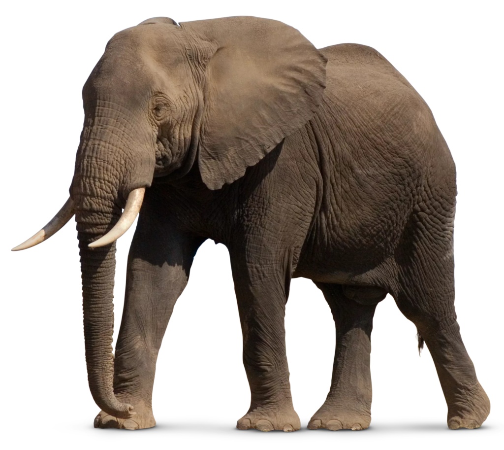 Zoo Tycoon (2013 video game) - Wikipedia