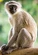 Vervet Monkey[9]
