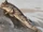 Atlantic Mudskipper