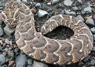 Puff Adder