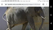 Brookfield Zoo African Elephant.png (606 KB)