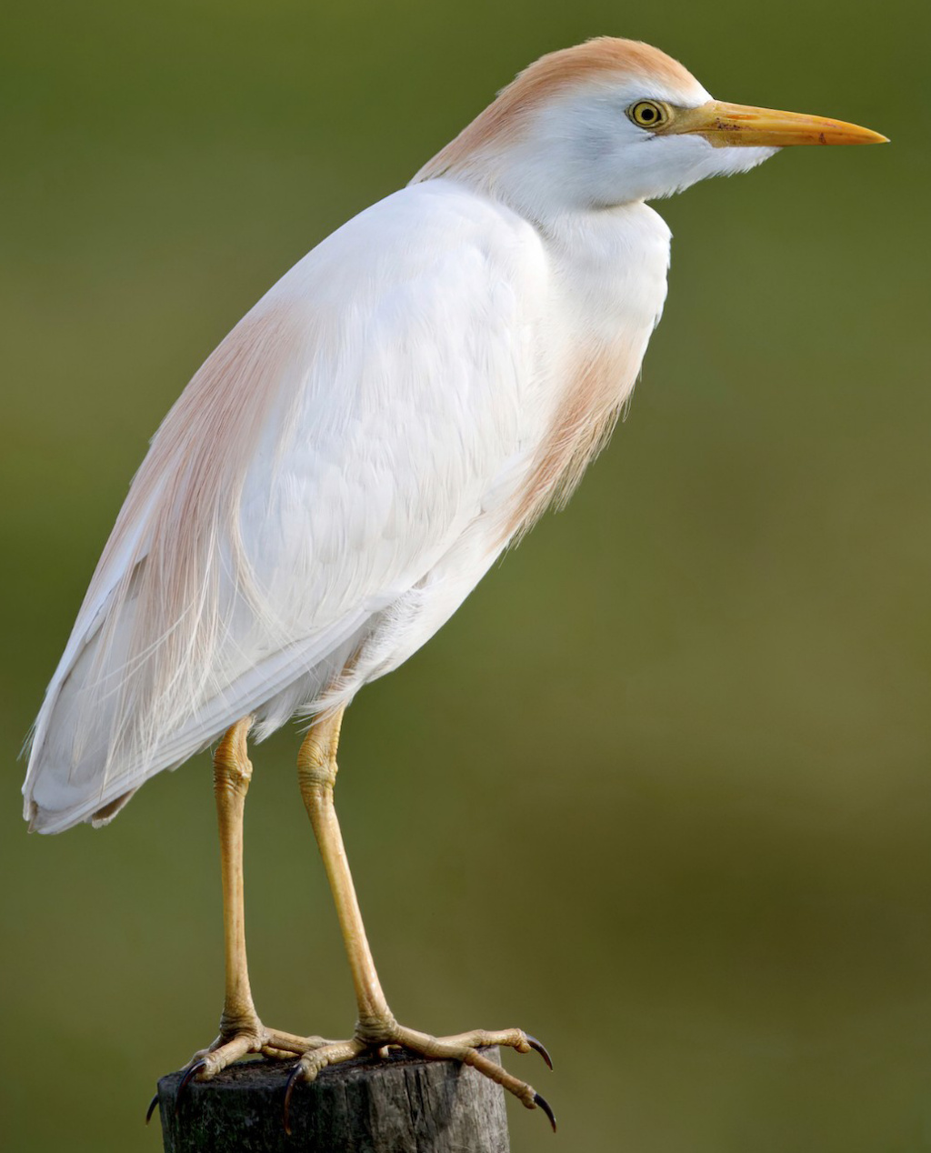 Cattle Egret - Connecticut's Beardsley Zoo