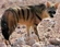 [33]Aardwolf