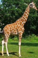 Morton the Reticulated Giraffe (Jeff Daniels)