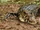 Black Caiman