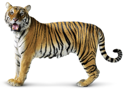 Bengal Tiger, Zoo tycoon movie Wikia