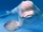 Beluga Whale