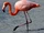 American Flamingo