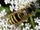 Eastern Yellowjacket