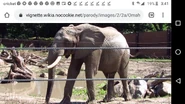 Omaha Zoo Louie.png (1.03 MB) Louie (Charles Shaungessy)