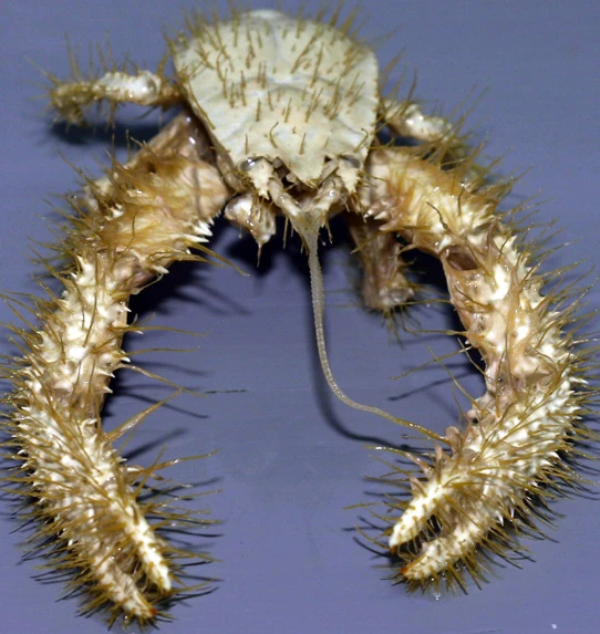 Yeti Crab Zoo tycoon movie Wikia Fandom