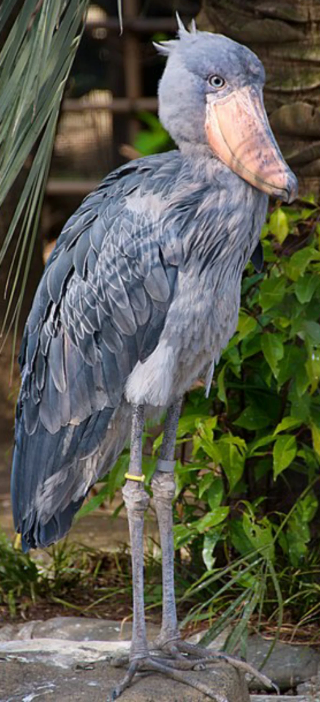 Shoebill | Zoo tycoon movie Wikia | Fandom