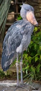 Shoebill