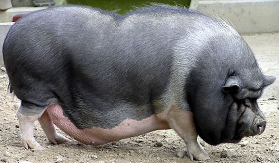 Vietnamese pot shop bellied pig