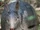 Nine-banded Armadillo