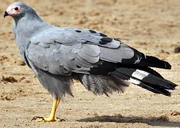 African Harrier-hawk zoo icon