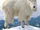 Mountain Goat