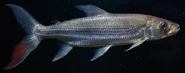 Goliath Tigerfish