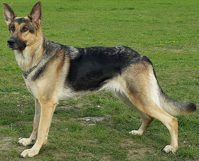 German shepherd hot sale with short hair