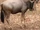 Blue Wildebeest