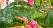 Jackson's Chameleon