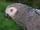 African Grey Parrot