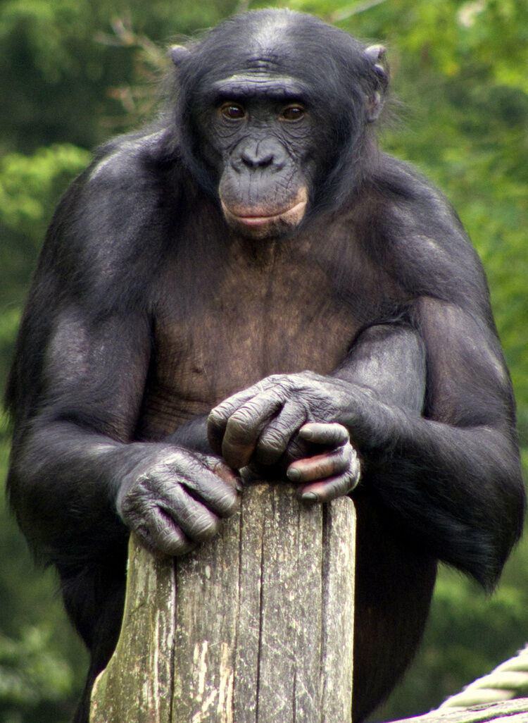 Bonobo | Zoo tycoon movie Wikia | Fandom