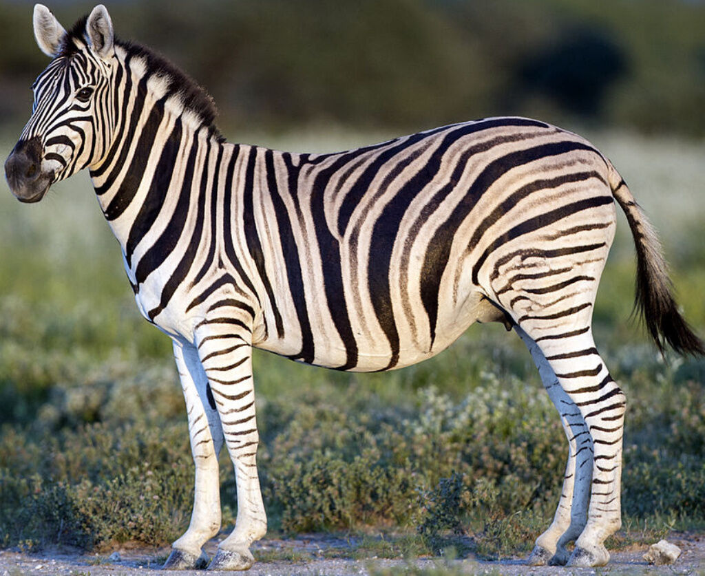 Burchell S Zebra Zoo Tycoon Movie Wikia Fandom