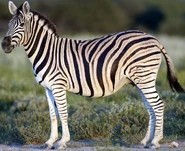 Shadowstripes the Burchelle's Zebra (Bill Hader)