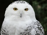 Snowy Owl