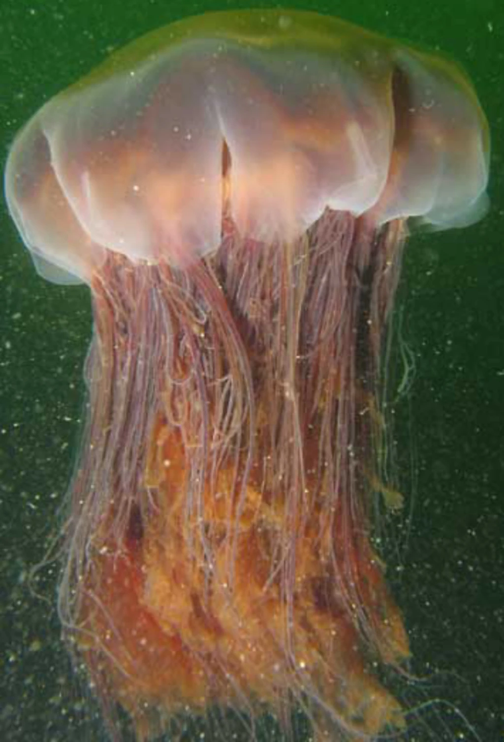Lion's Mane Jellyfish Zoo tycoon movie Wikia Fandom
