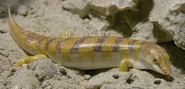 Common Sandfish
