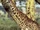 Masai Giraffe