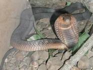 Egyptian Cobra