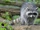 North American Raccoon