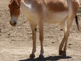 Onager
