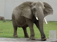 Ruth the Elephant.jpg (277 KB) Ruth the African Bush Elephant (Marion Ross)