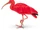 Scarlet Ibis