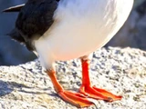 Atlantic Puffin