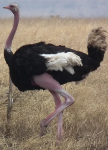Ostrich zoo icon