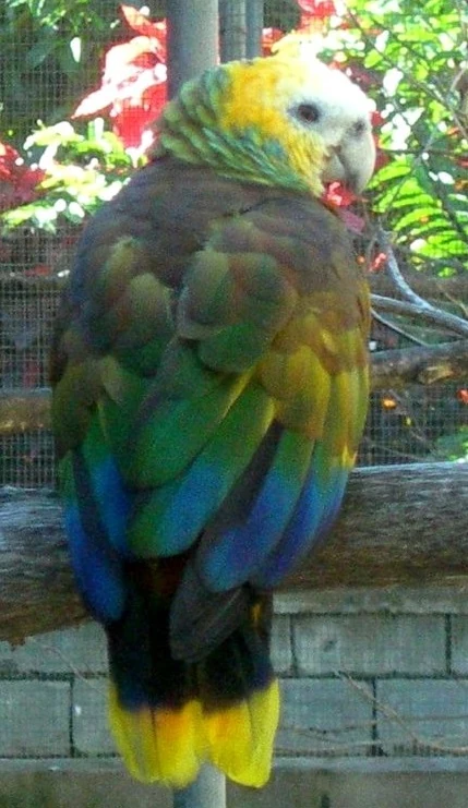 Saint Vincent Amazon | Zoo tycoon movie Wikia | Fandom