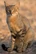 African Wildcat