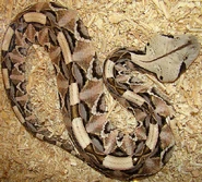 Gaboon Viper