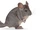 Long-tailed Chinchilla