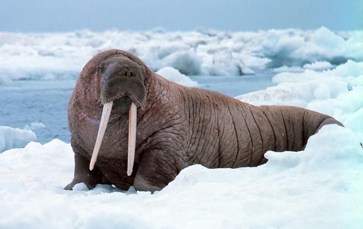 Walrus | Zoo tycoon movie Wikia | Fandom
